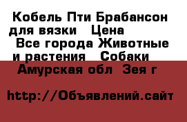 Кобель Пти Брабансон для вязки › Цена ­ 30 000 - Все города Животные и растения » Собаки   . Амурская обл.,Зея г.